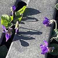 The photo shows plants finding their way through concrete.